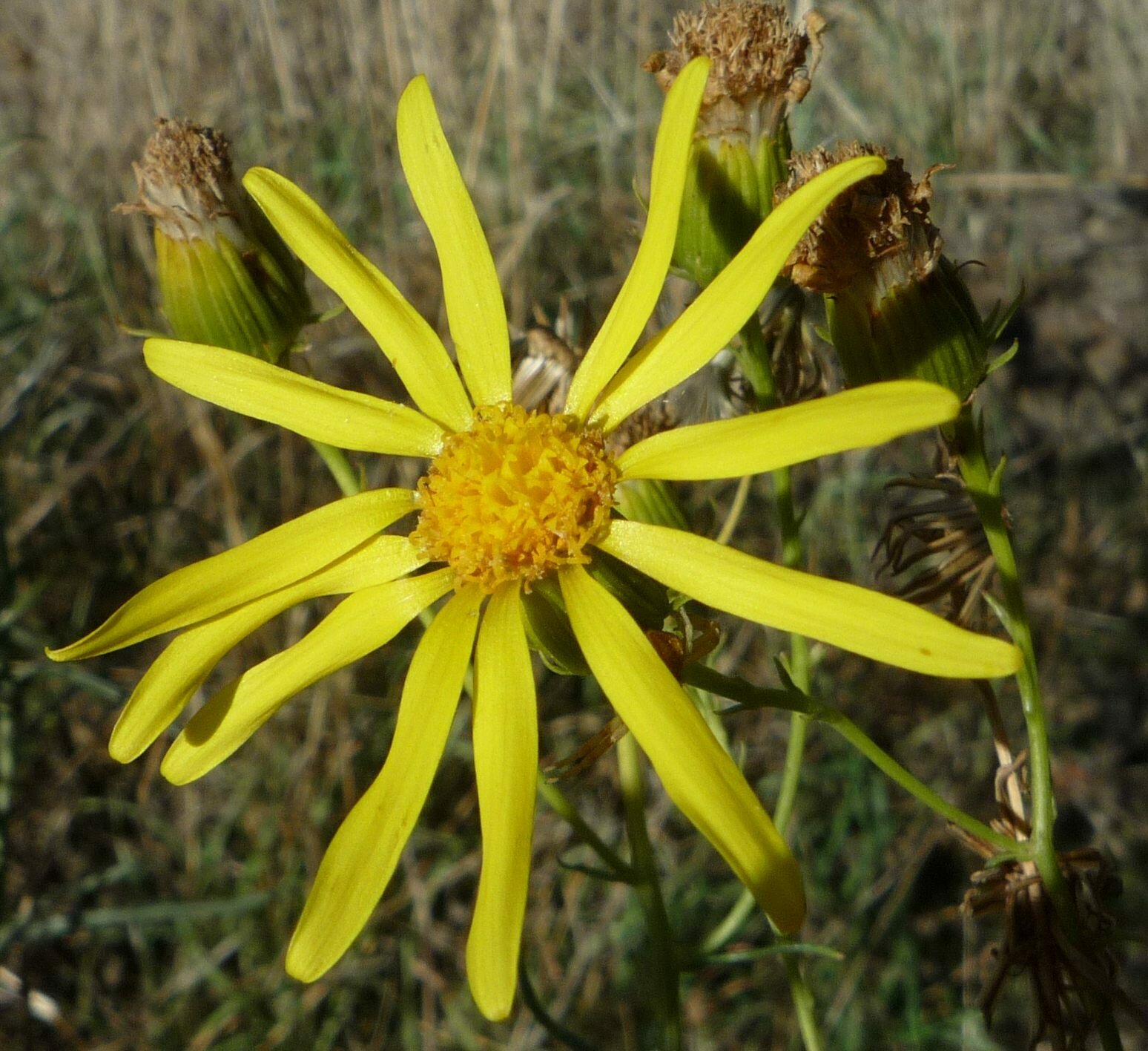 High Resolution Senecio flaccidus Flower
